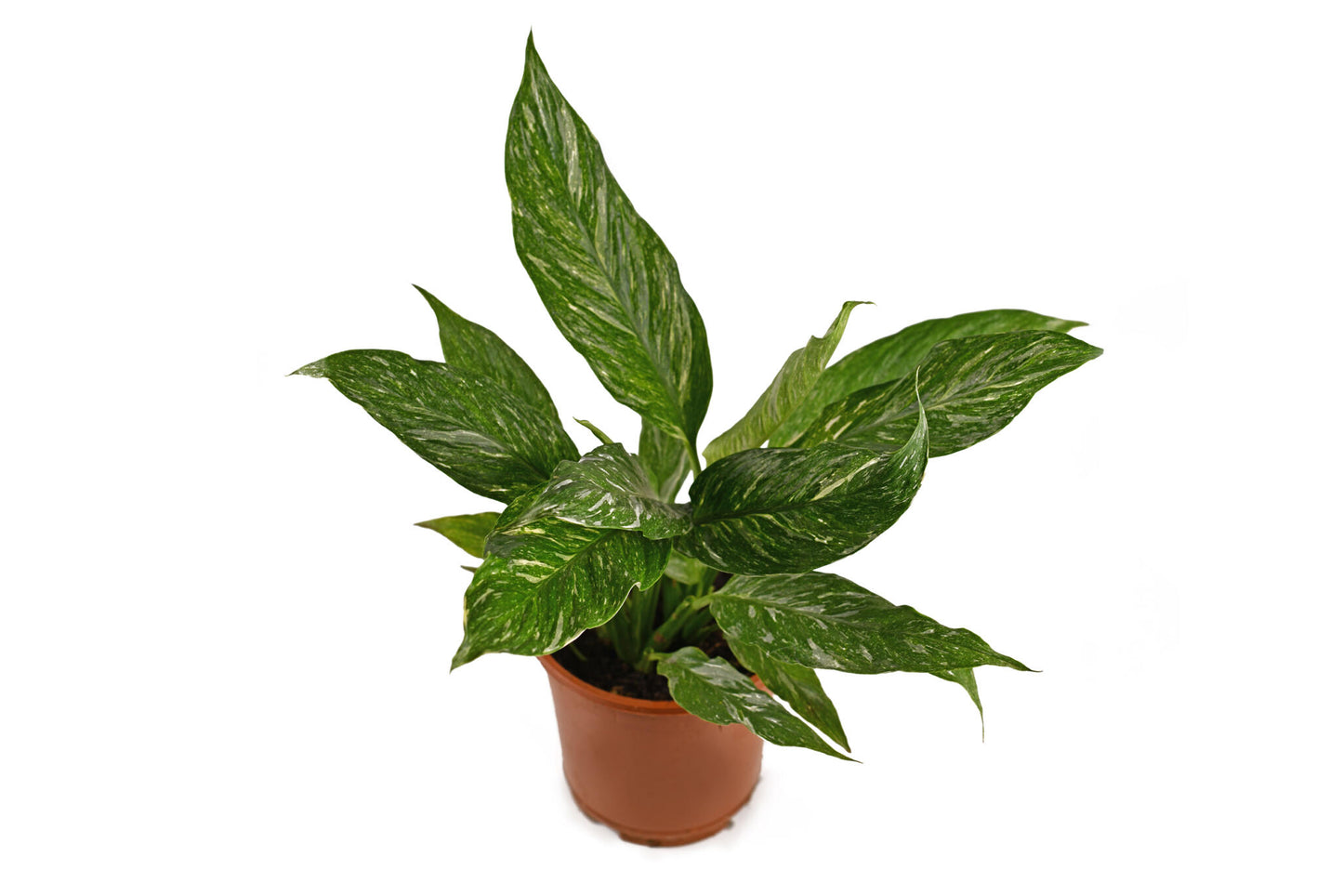 Spatiphyllium Variegata - Spatiphyllium Diamond - Maceta 12cm. - Altura Total Aprox. 45cm._1