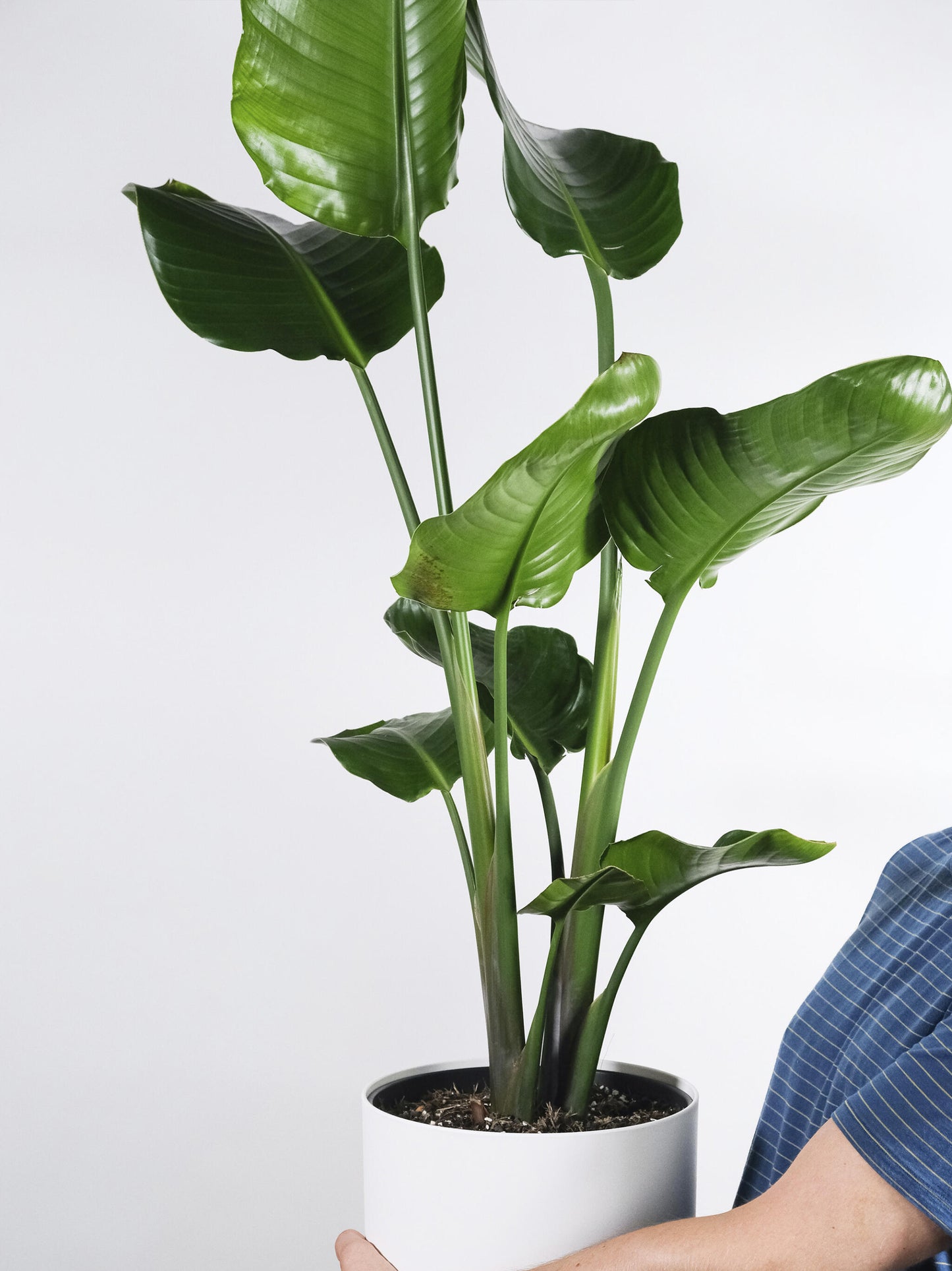 Strelitzia O Ave Del Paraíso | Altura 80cm - Maceta 17cm_5