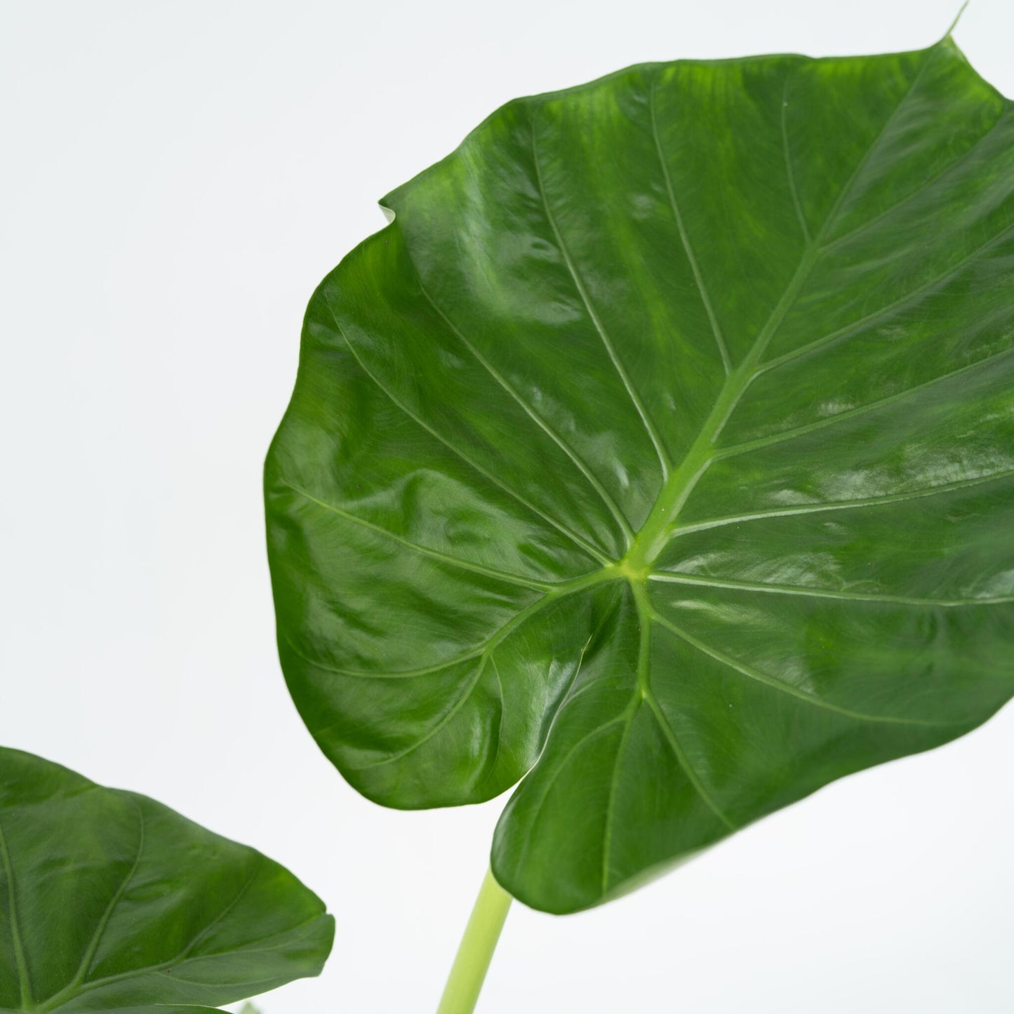 Taro Gigante - 2 Pzs - Alocasia 'macrorrhizos' - Altura 60-70cm - ⌀17cm_3
