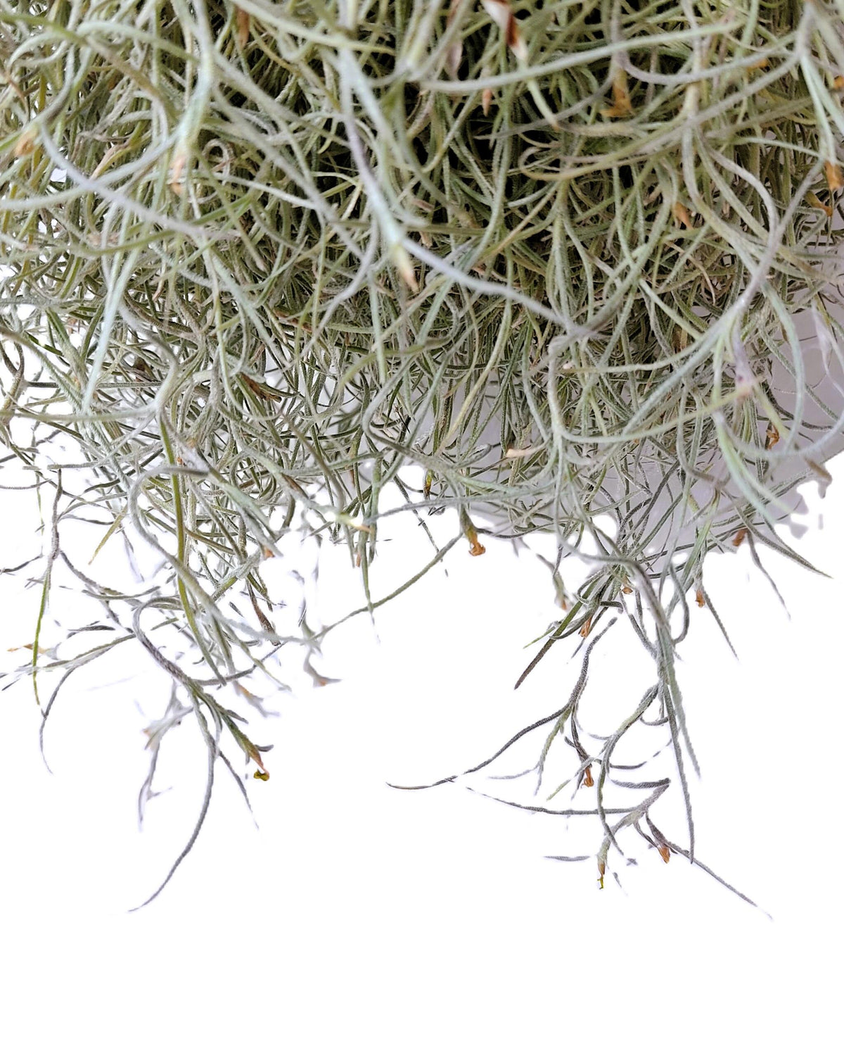 Tillandsia usneoides L (barba de viejo); planta del aire, larga y ancha; Curiosarium; Largo 60-70 Cm; Diám. 15-20 Cm_4