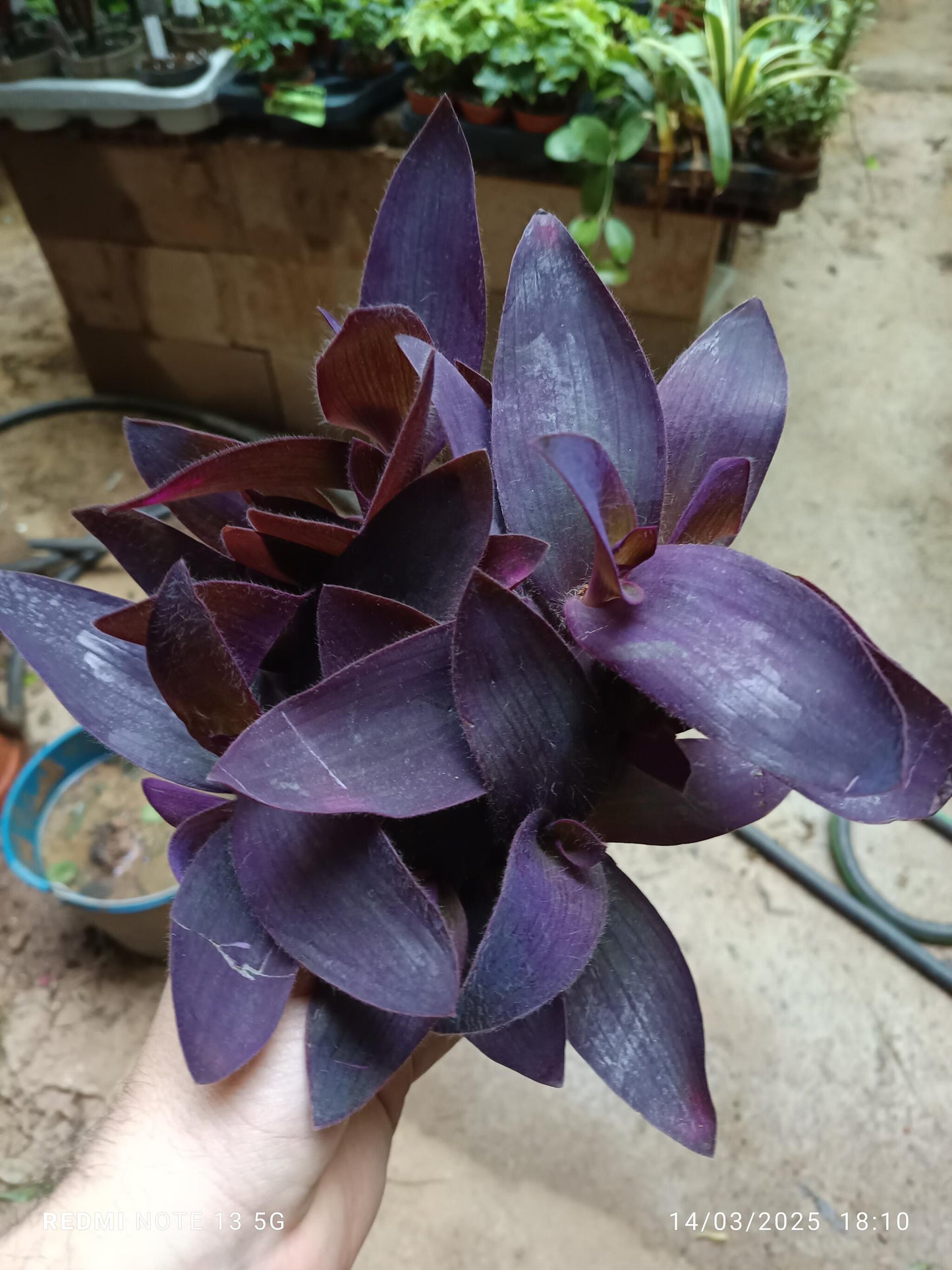 Tradescantia Purpura Morada Colgante Ø8_0