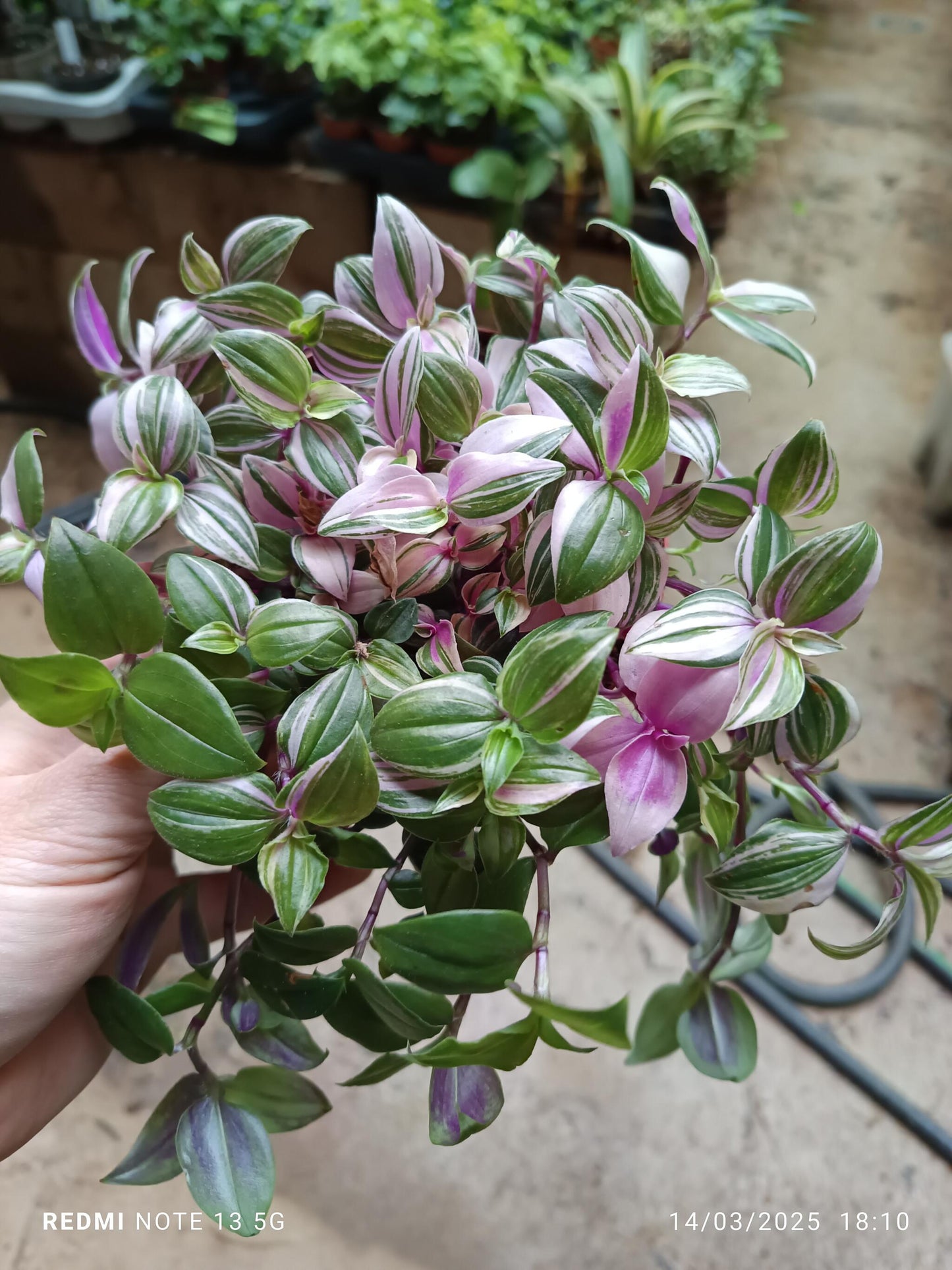 Tradescantia Quatricolor Planta Colgante Ø12_0