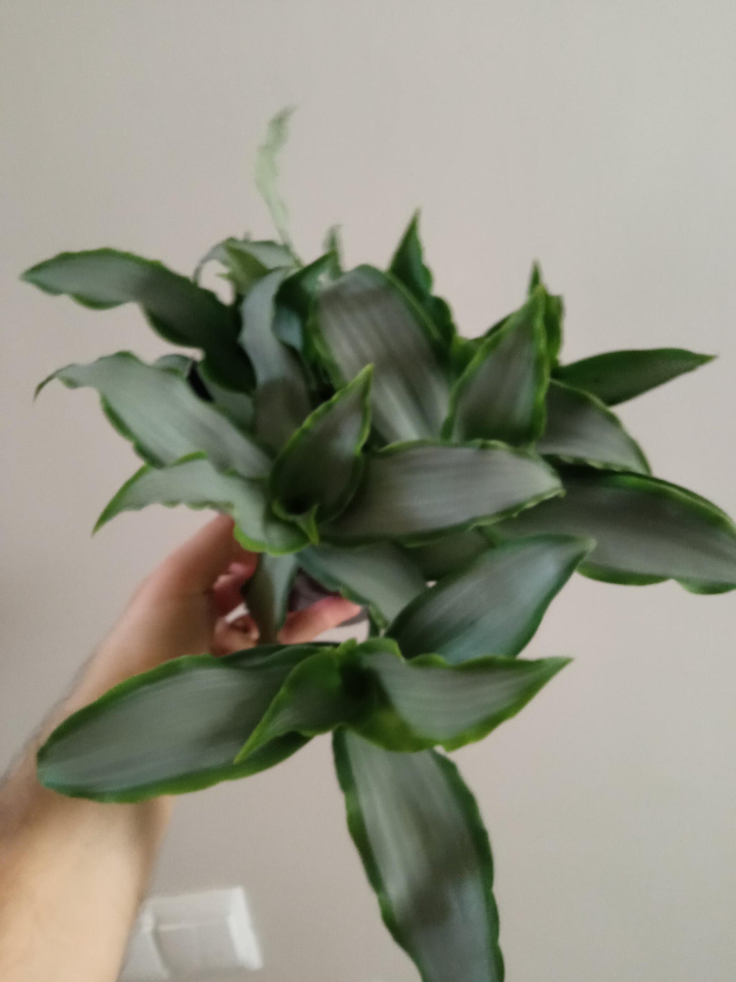 Tradescantia Silver 12 Cms Planta Interior_1