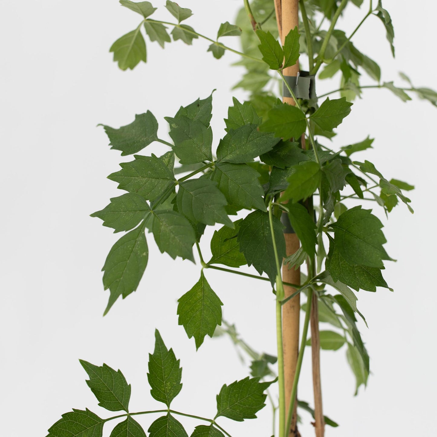 Trompeta Dorada - Campis Radicans 'flava' - Altura 110-120cm - ⌀17cm_3