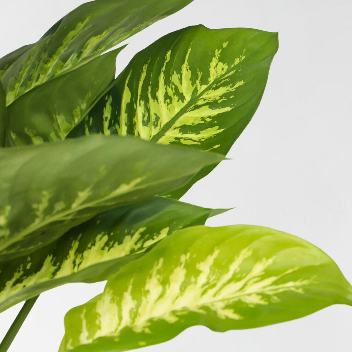Trópico - Dieffenbachia 'tropic' - Altura 70-80cm - ⌀24cm_3