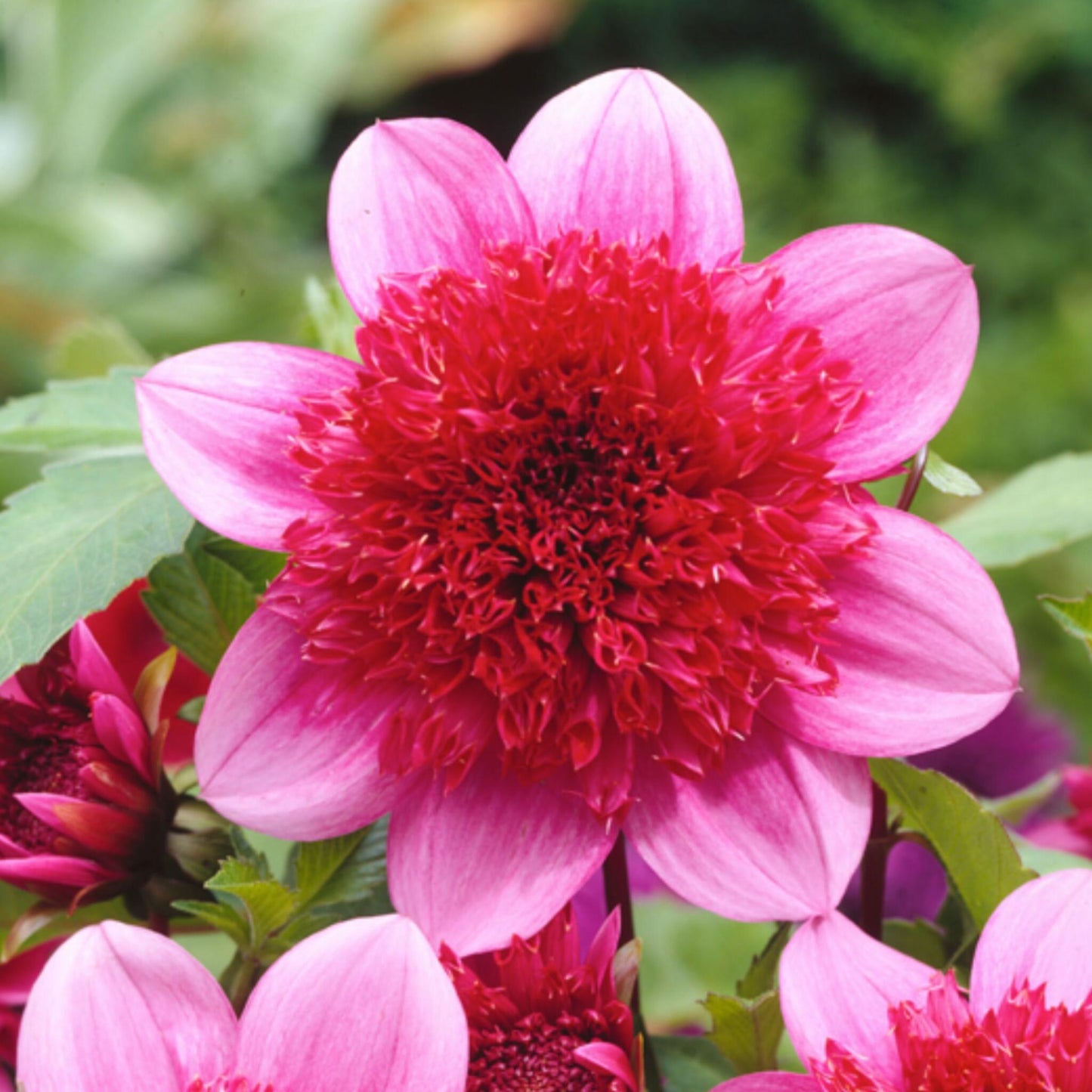 Tubérculos De Dalia - 3 Pzs - Dahlia 'blue Bayou'_3