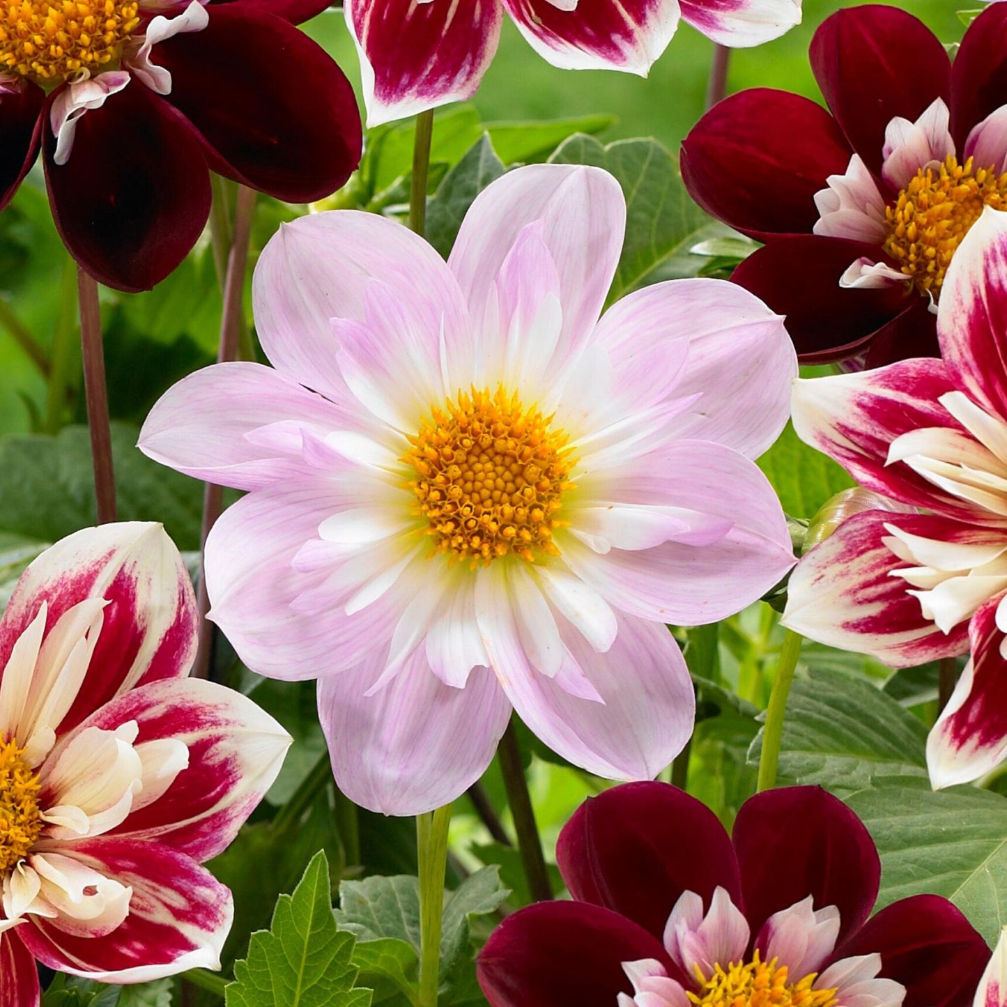 Tubérculos De Dalia - 3 Pzs - Dahlia 'favorite Ballet'_3