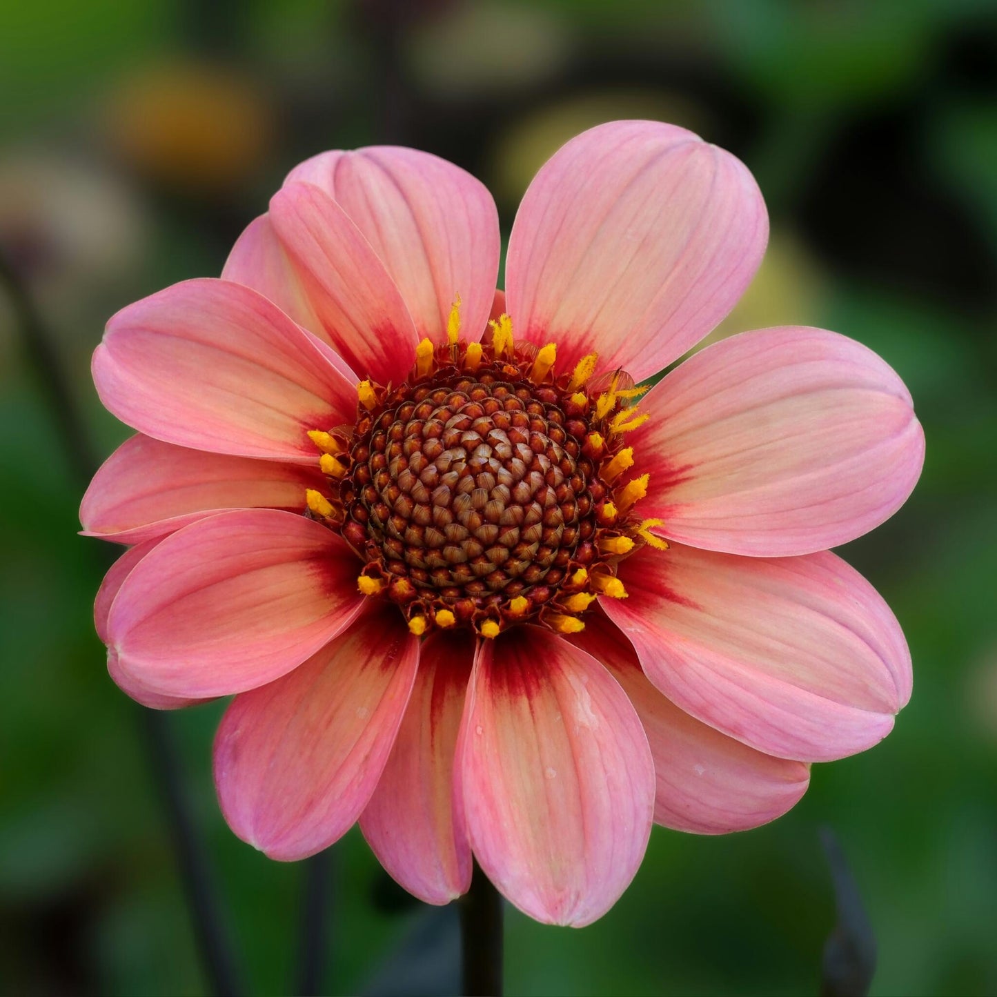 Tubérculos De Dalia - 3 Pzs - Dahlia 'happy Single Mix'_3