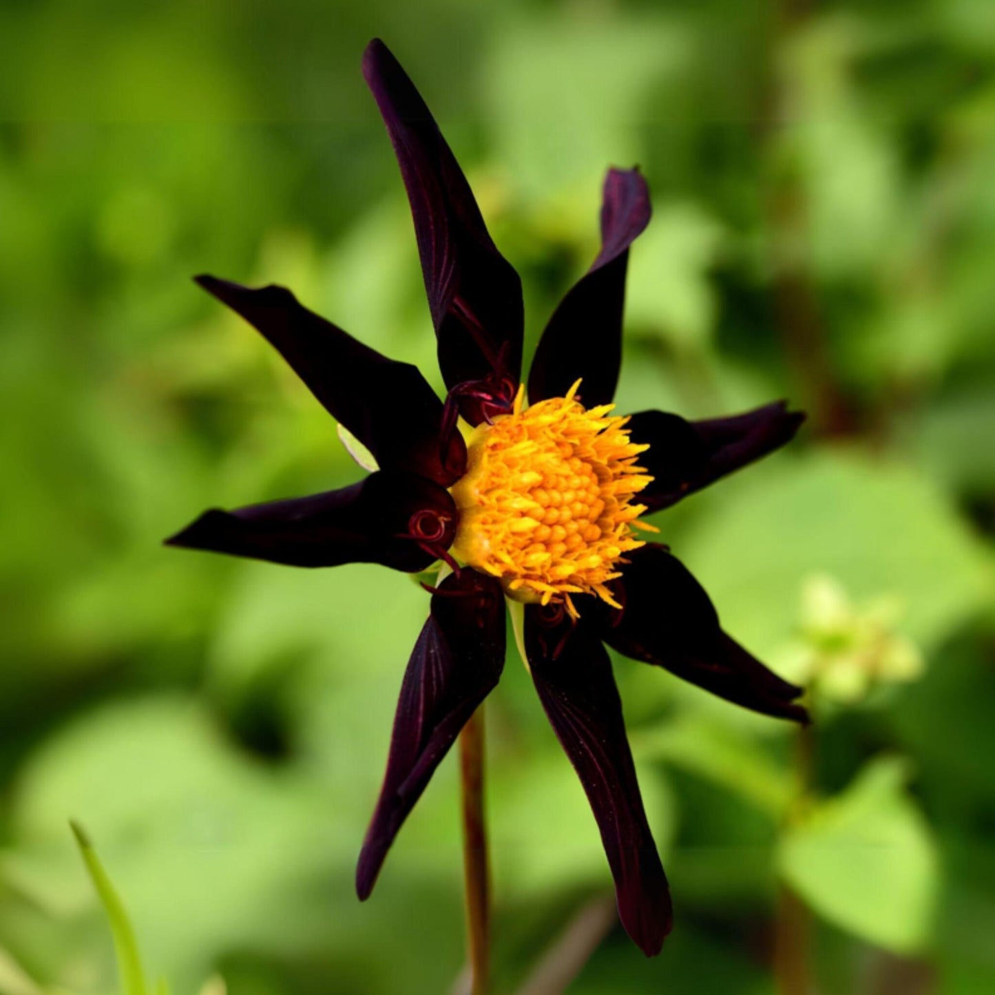 Tubérculos De Dalia - 3 Pzs - Dahlia 'verrone's Obsidian'_3