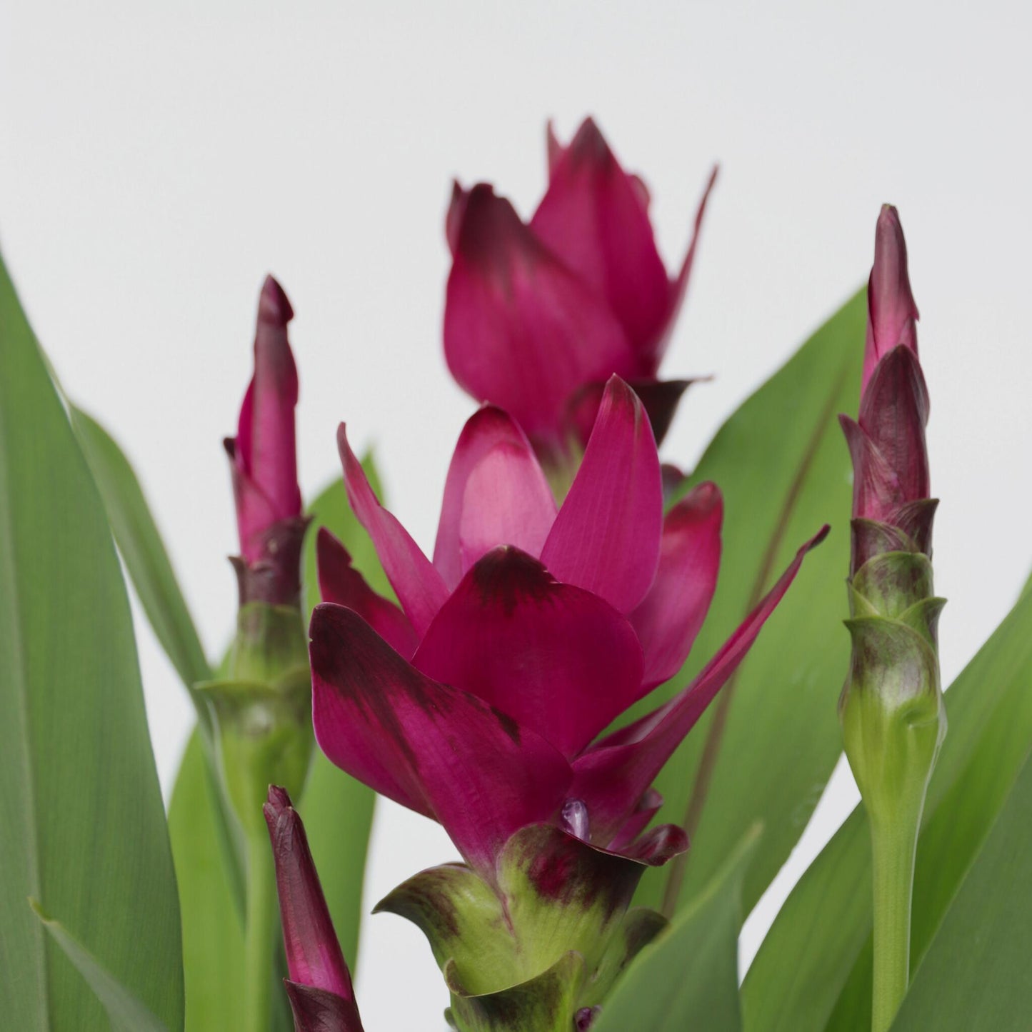 Tulipán De Siam - Curcuma Alismatifolia - Altura 70-90cm - ⌀19cm_3