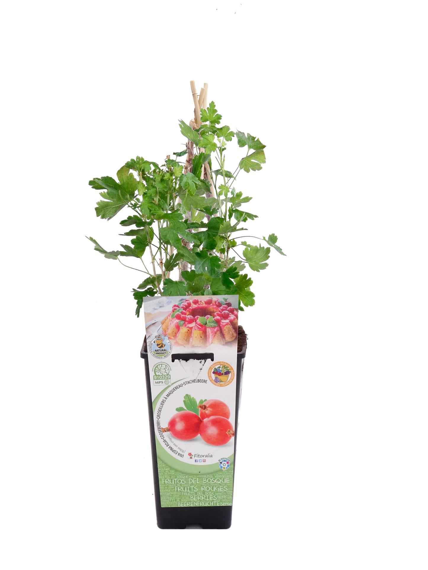 Uva Crispa Roja En Maceta 2 L. Natural - Fitoralia_0