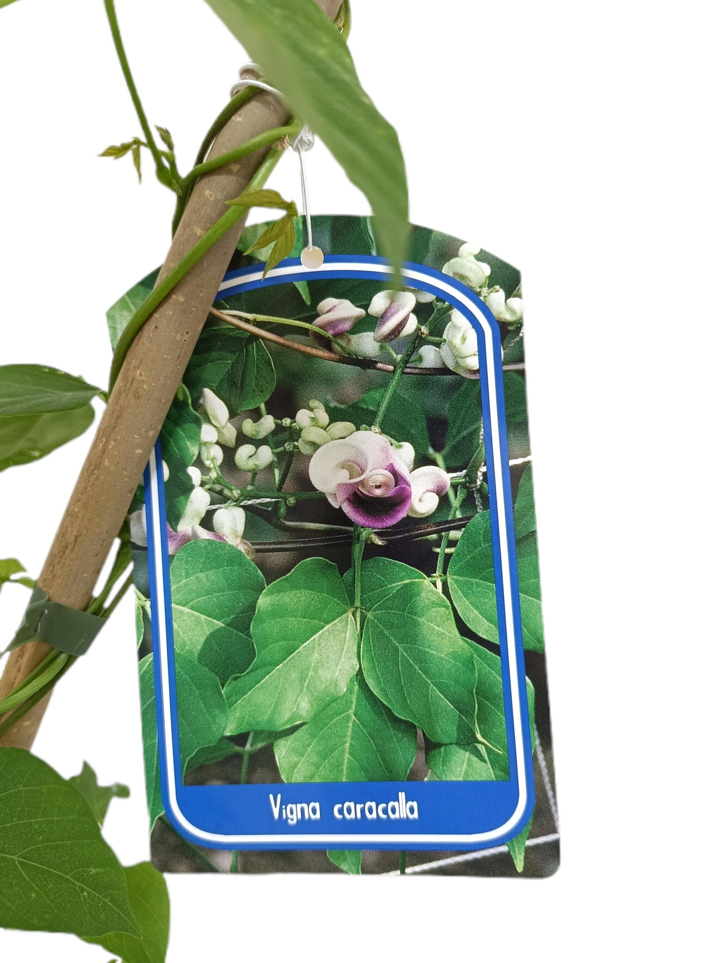 Vigna Caracalla M20 (flor Caracol)130-150cm_1