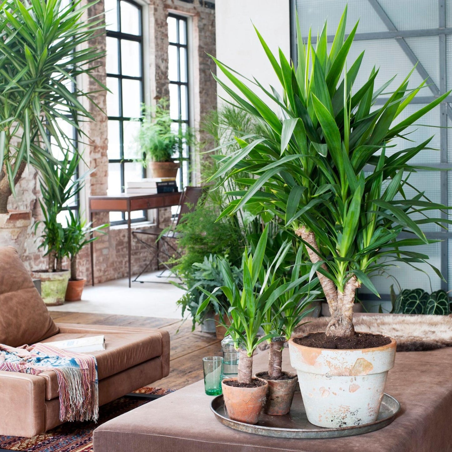 Yuca Pie De Elefante - 2 Pzs - Yucca Elephantipes - Altura 70-80cm - ⌀17cm_4