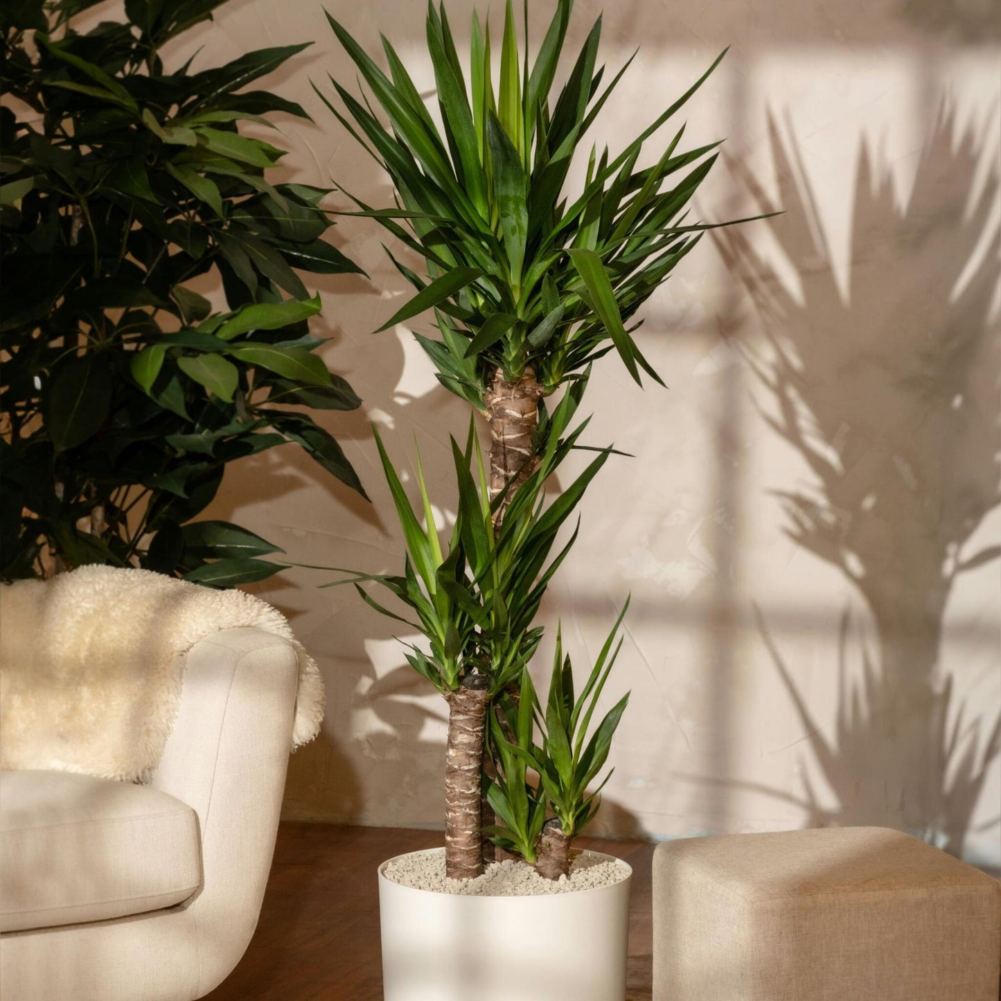 Yuca Pie De Elefante - Yucca Elephantipes - Altura 150-170cm - ⌀27cm_4
