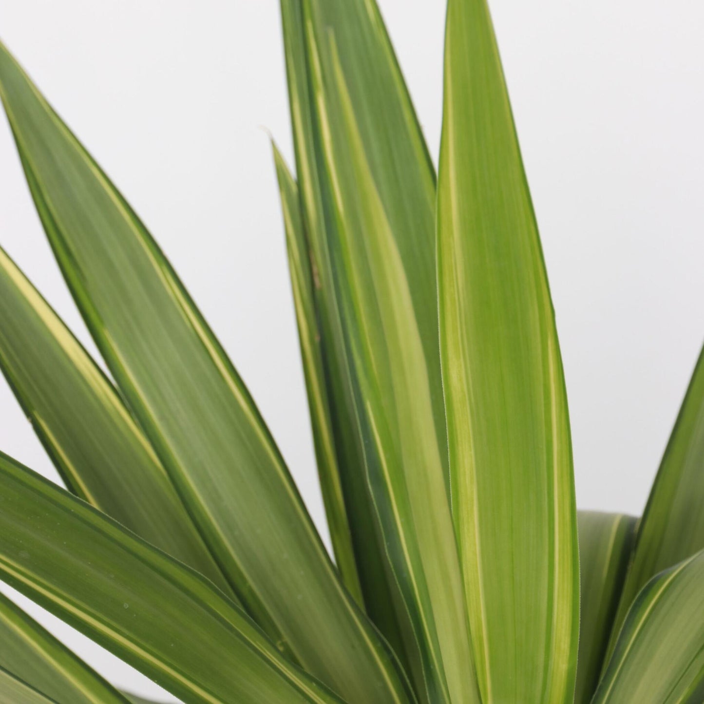 Yuca Pie De Elefante - Yucca Elephantipes 'jewel' - Altura 60-70cm - ⌀21cm_3