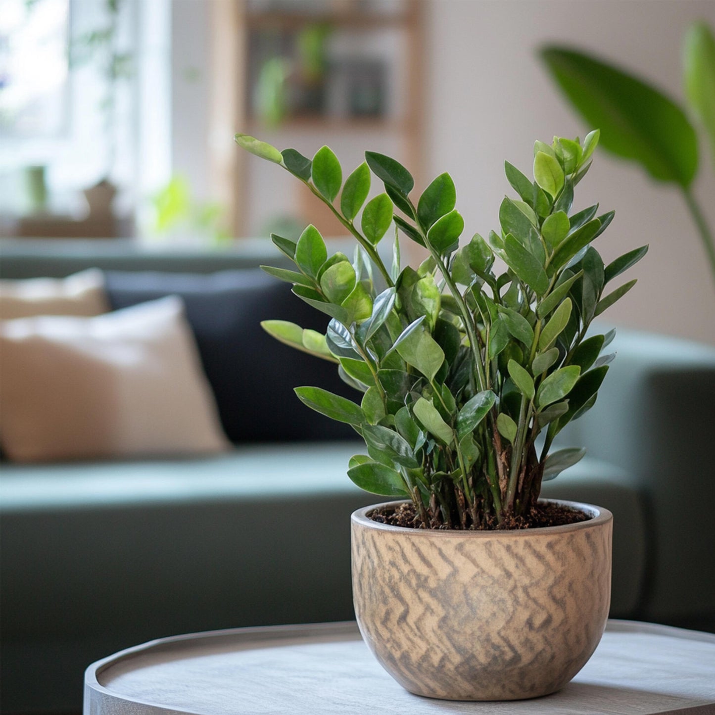 Zamioculca - Zamioculcas Zamiifolia - Altura 55-65cm - ⌀17cm_4