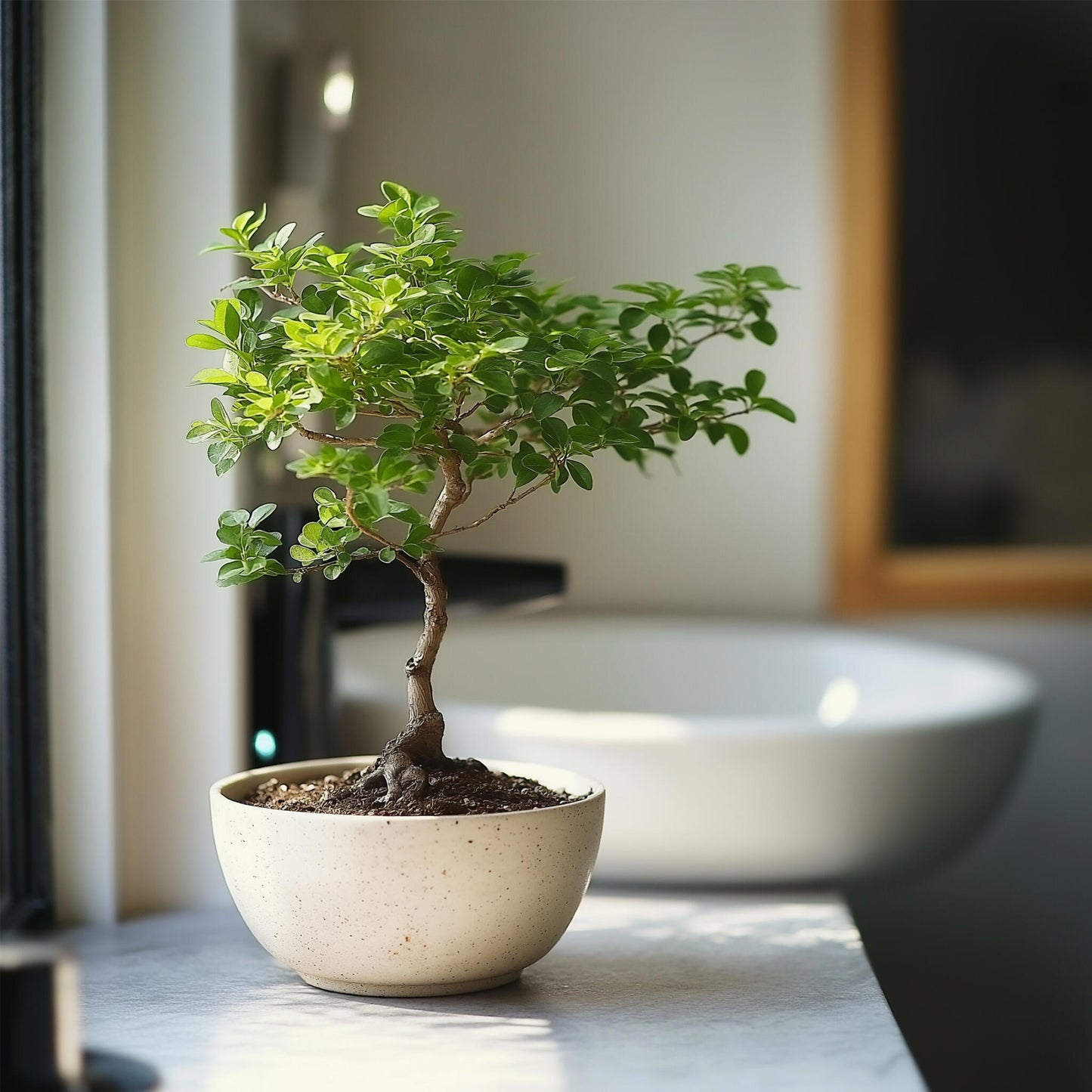Zelcova Del Japón - Zelkova Serrata - Altura 25-35cm - ⌀20cm_4