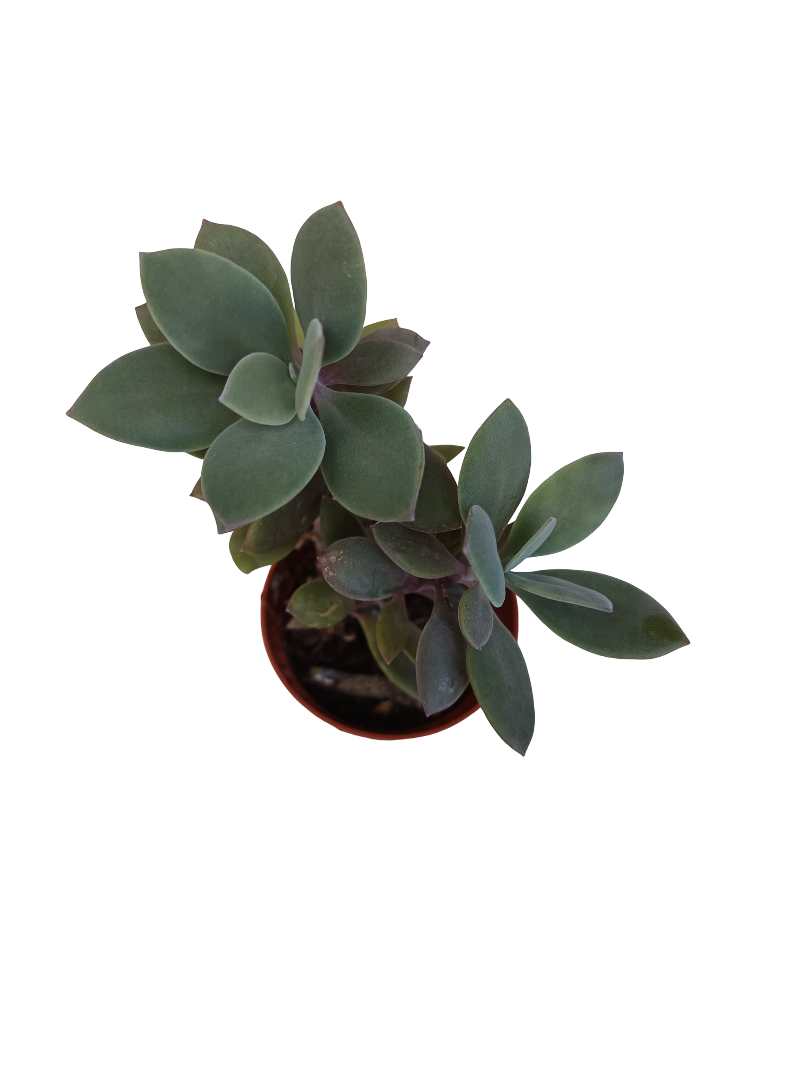 Senecio Granti Planta Suculenta Ø5_0