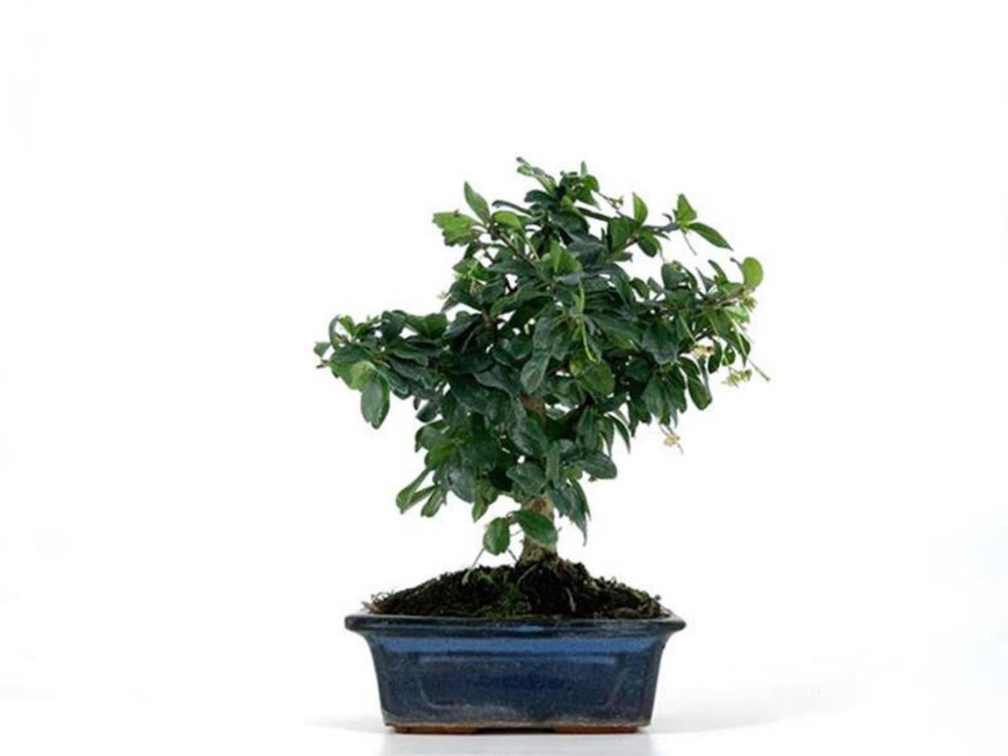 Bonsái Carmona - 5 Años_0