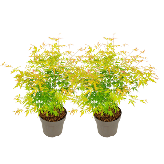 Arce Japonés - 2 Pzs - Acer Palmatum 'orange Lace' - Altura 60-70cm - ⌀19cm