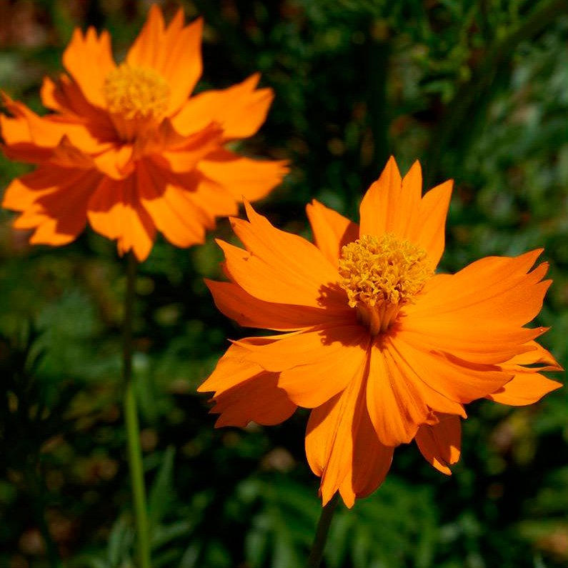 Semillas Cosmos Naranja Ecológicas