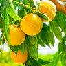 Frutal Melocotonero Baby Gold - Planta Natural - Maceta 26cm. - Altura Aprox. 120/150
