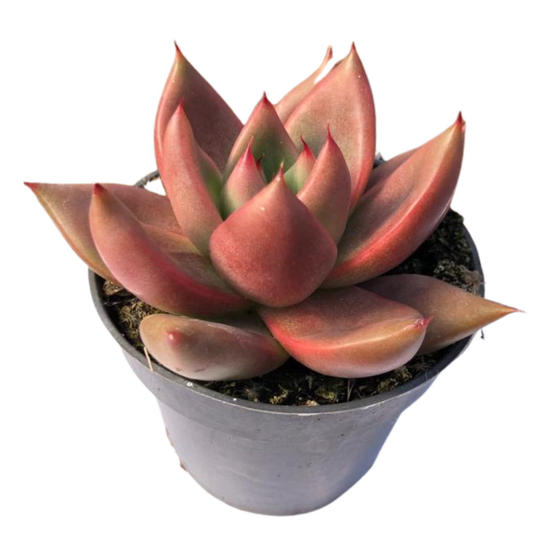 Echeveria Mars Suculenta Con Tonos Intensos_0