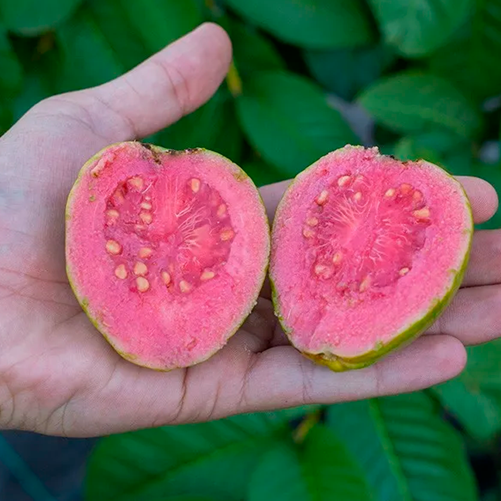 Caja 4kg Mix Guayabas Y Mangos Tropitop (2kg De Cada Fruta)