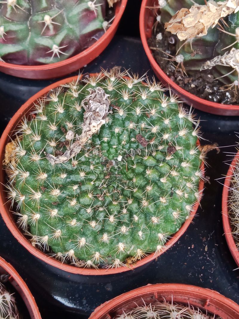 Mammillaria Compressa Cactus Ø5 Cm #plantas_0