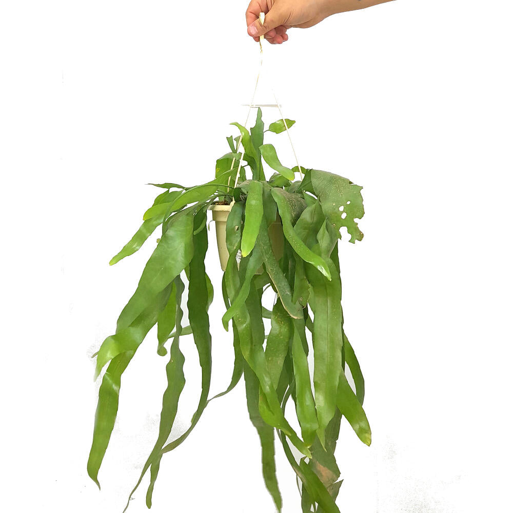 Epiphyllum Pumillum M15