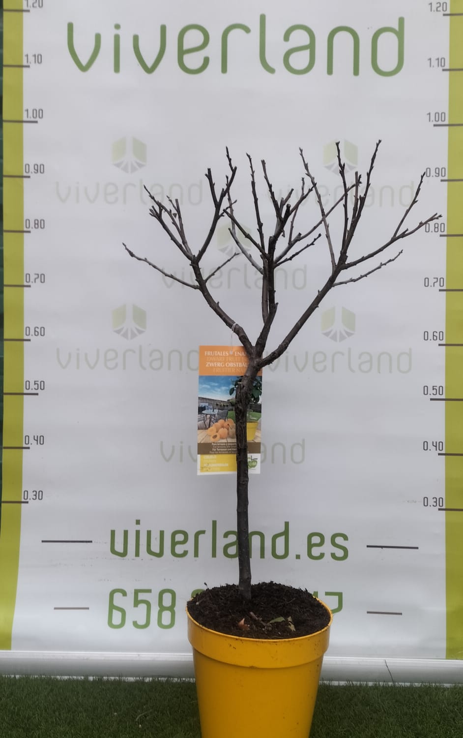 Albaricoque Enano Maceta