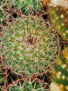 Suculentas Y Cactus Variedad #36 Planta Sin Id