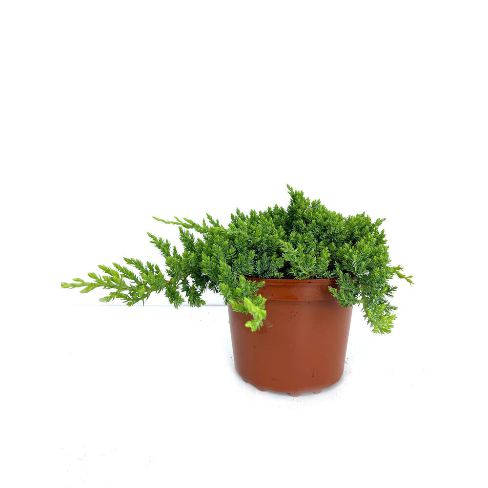 Juniperus Procumbens Nana 2.5l   M17