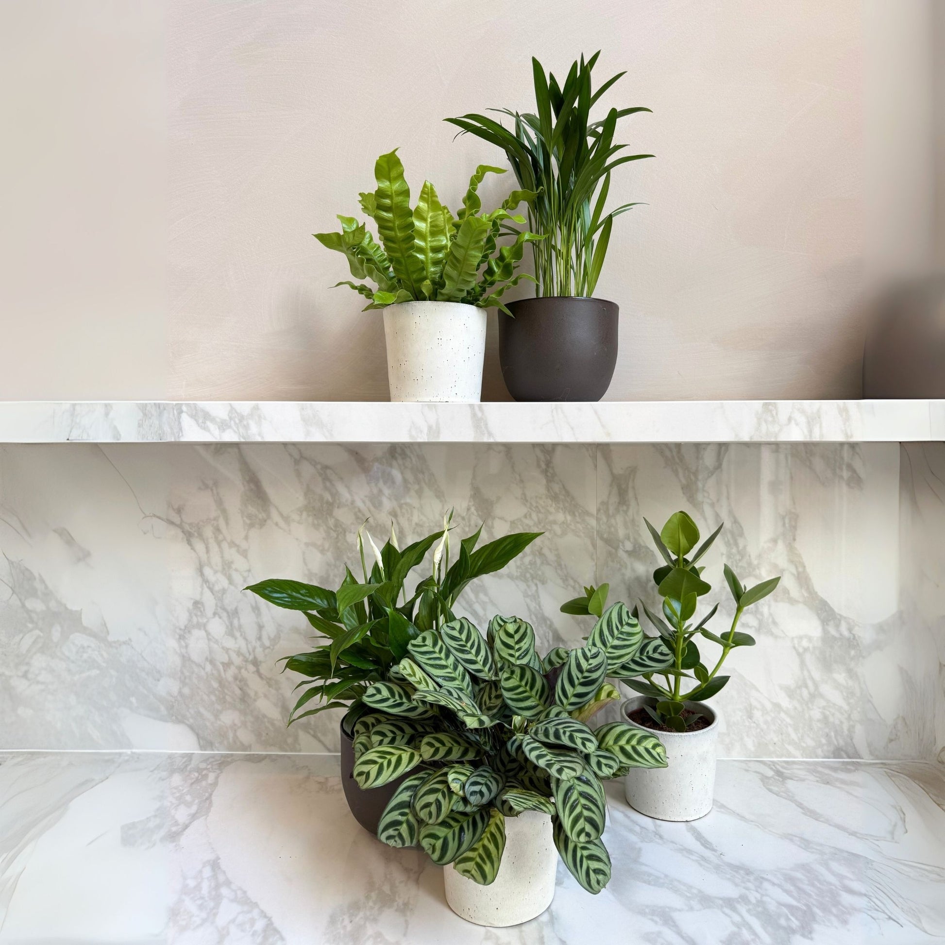 Mezcla Purificadora De Aire - 5 Pzs - Altura 25-40cm - ⌀12cm