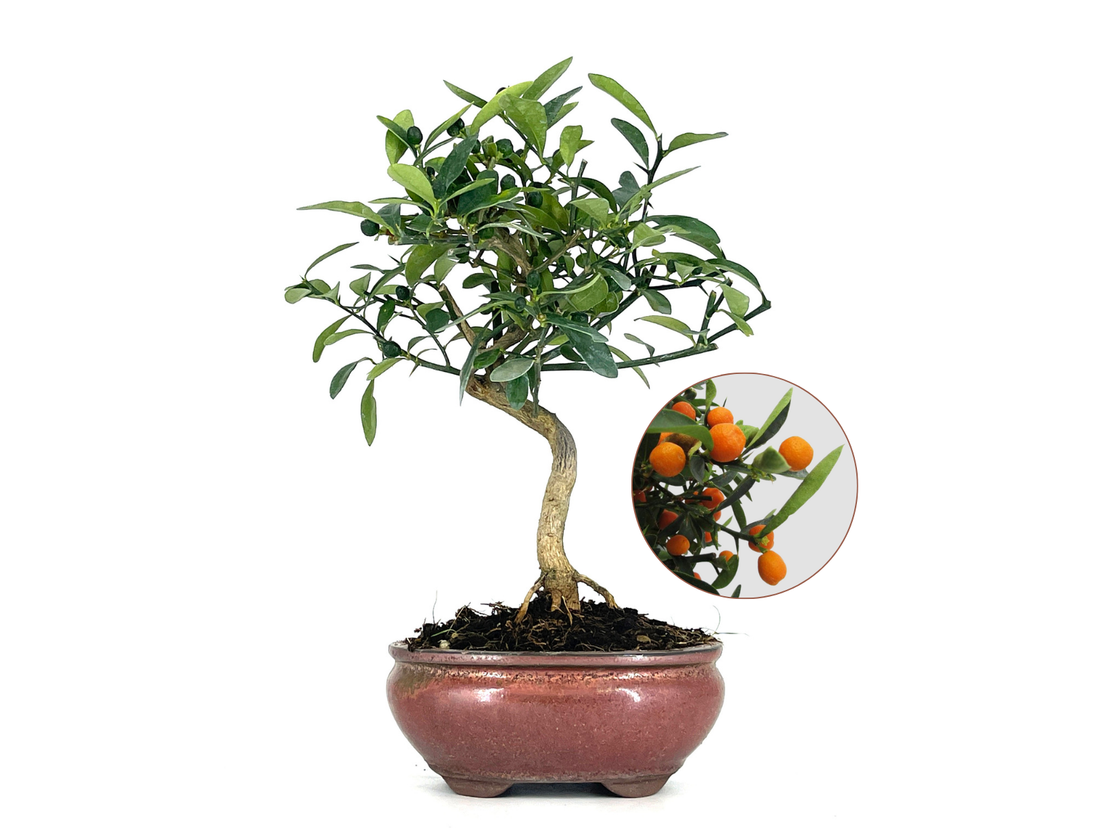 citrus kinzu bonsai Bonsái Citrus Kinzu – Naranjo Enano 7 Años en Planeta Huerto