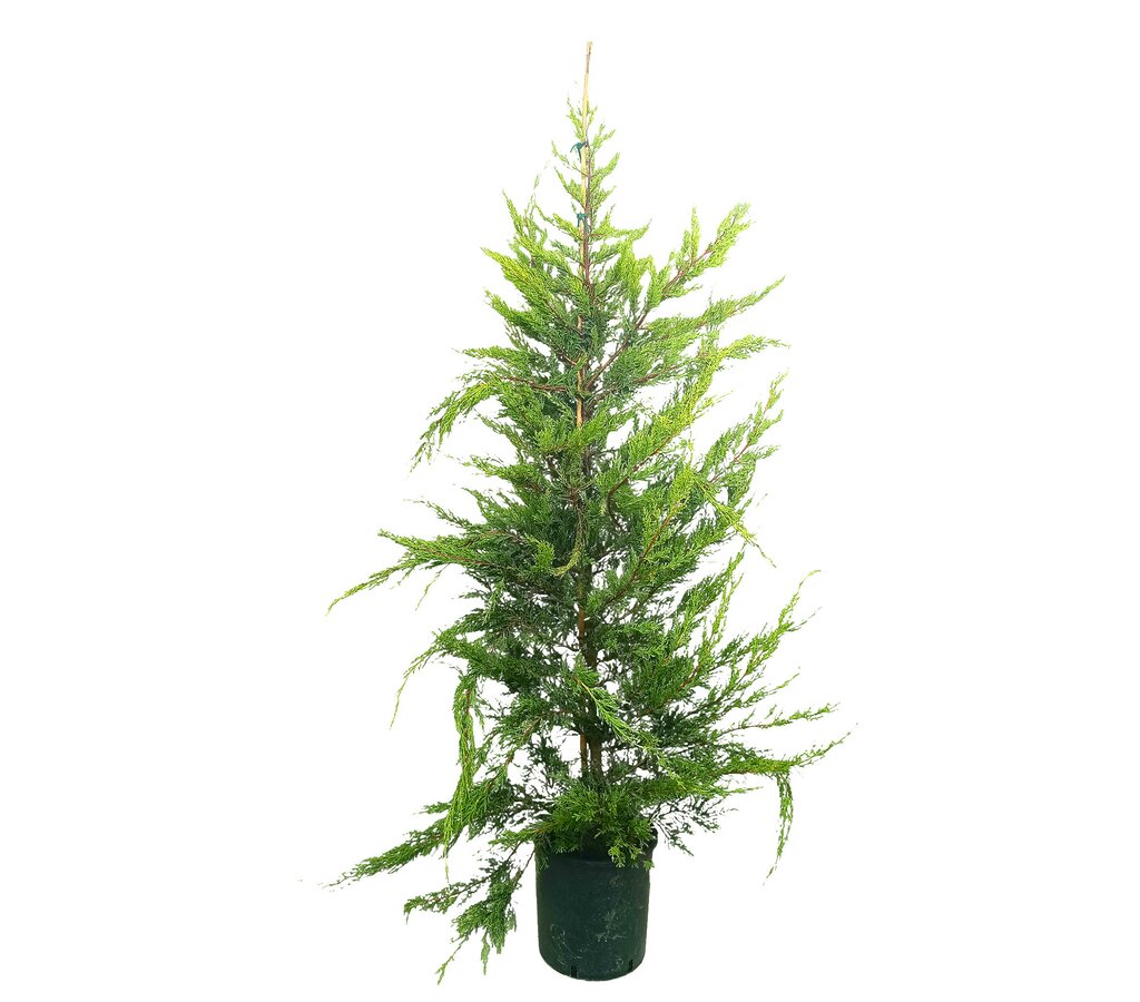 Cupressus Lambertiana M35 180-210cm