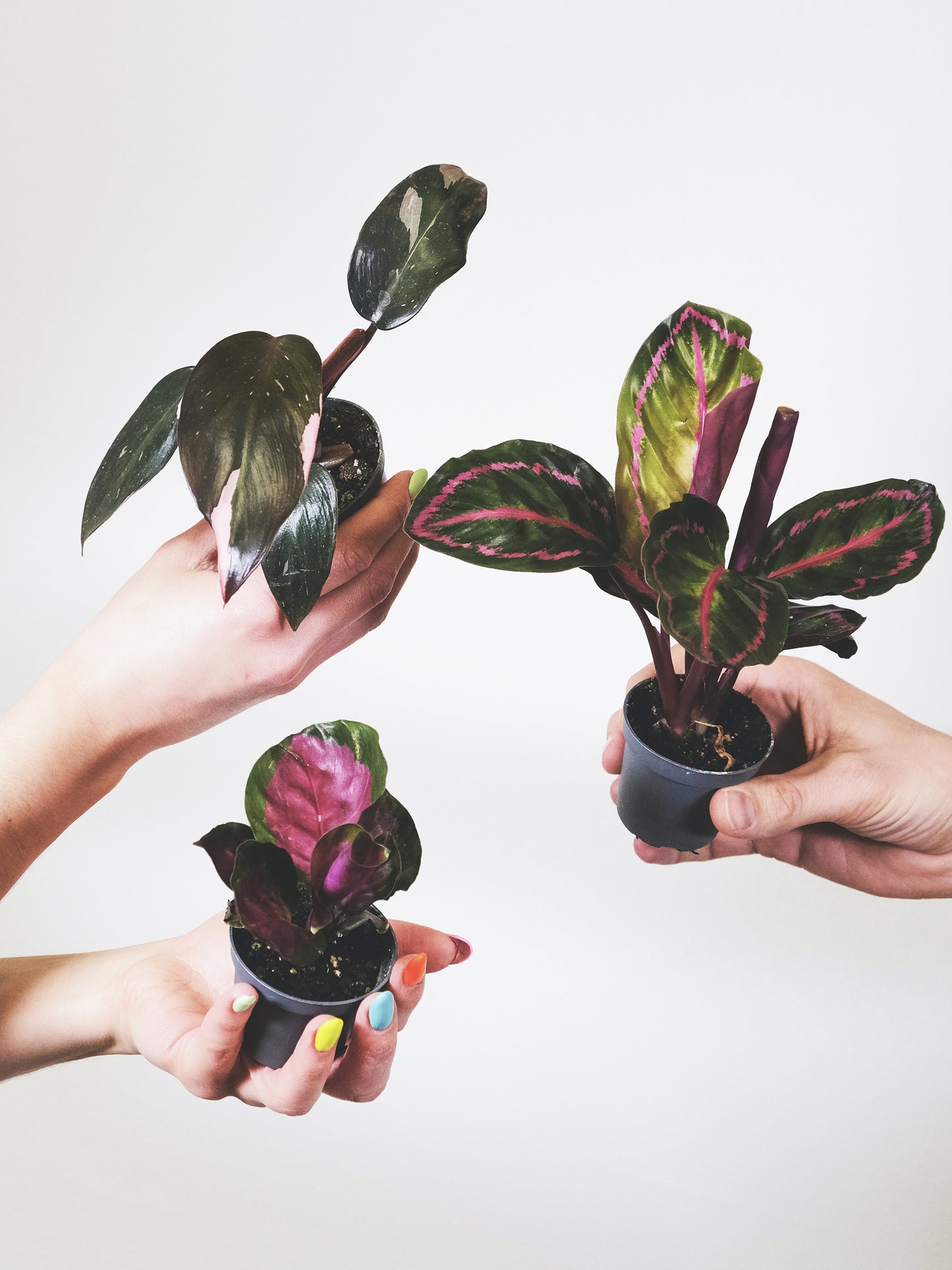 Pack De Mini Plantas - 6 Unidades