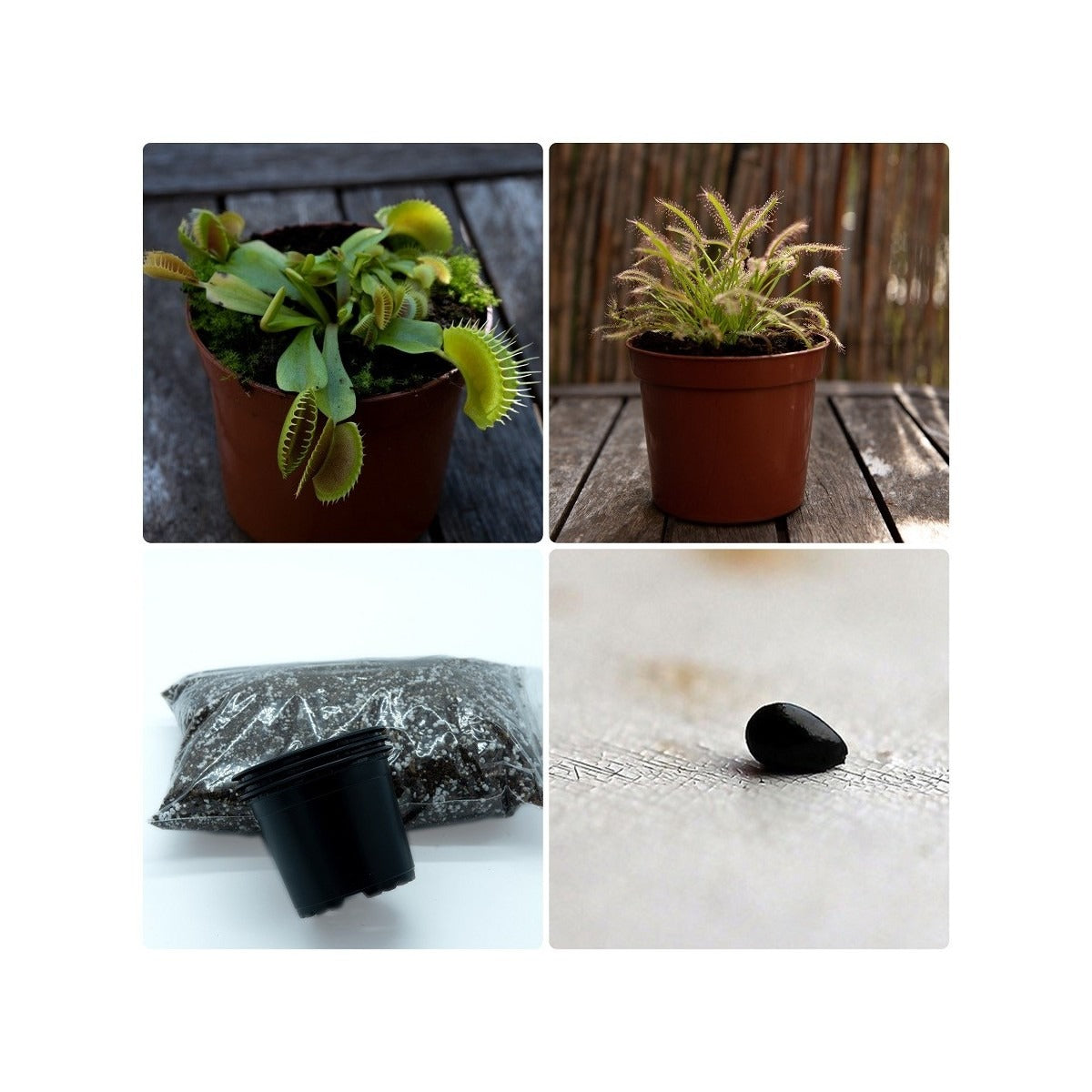 Pack de iniciación a las plantas carnívoras