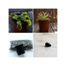 Pack de iniciación a las plantas carnívoras