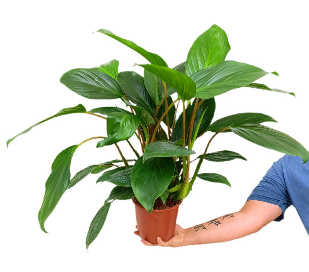 Homalomena Maggy M17 50cm_0
