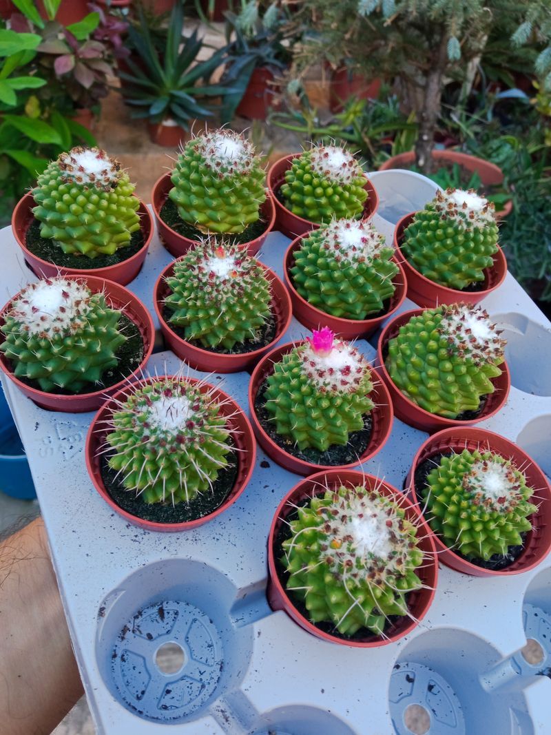 Cactus Mammillaria Magnimamma Planta Ø5 Cms