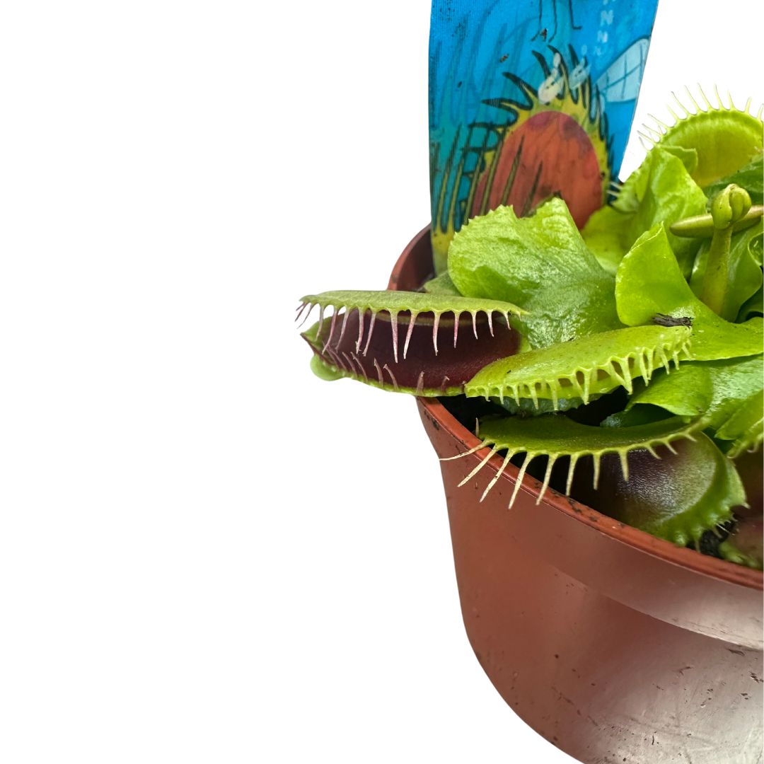 Planta Carnívora Dionaea_1