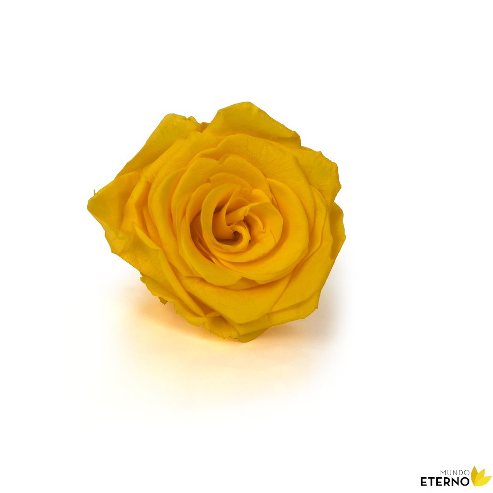 Mundo Eterno Rosa En Cúpula Amarilla 12x20cm