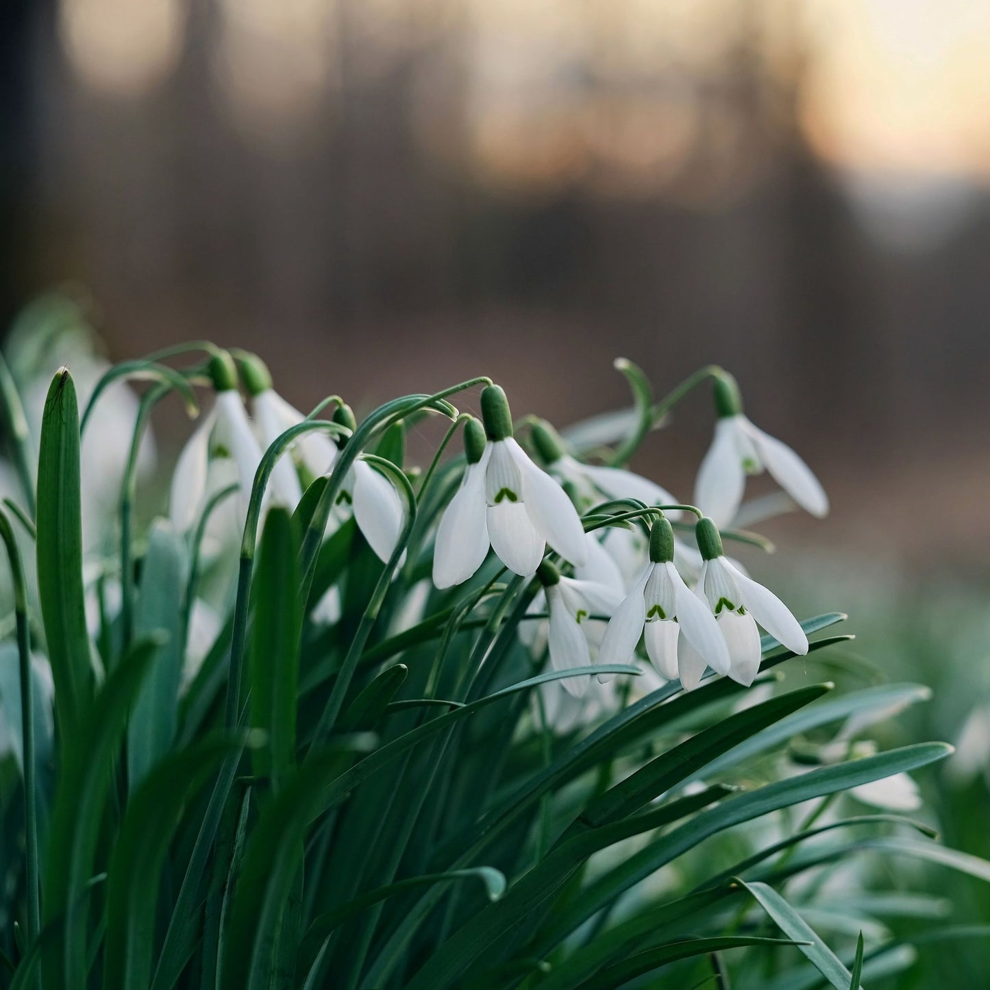 Campanilla De Invierno - 50 Pzs - Galanthus Elwesii - Bulbos De Flores - Blanco
