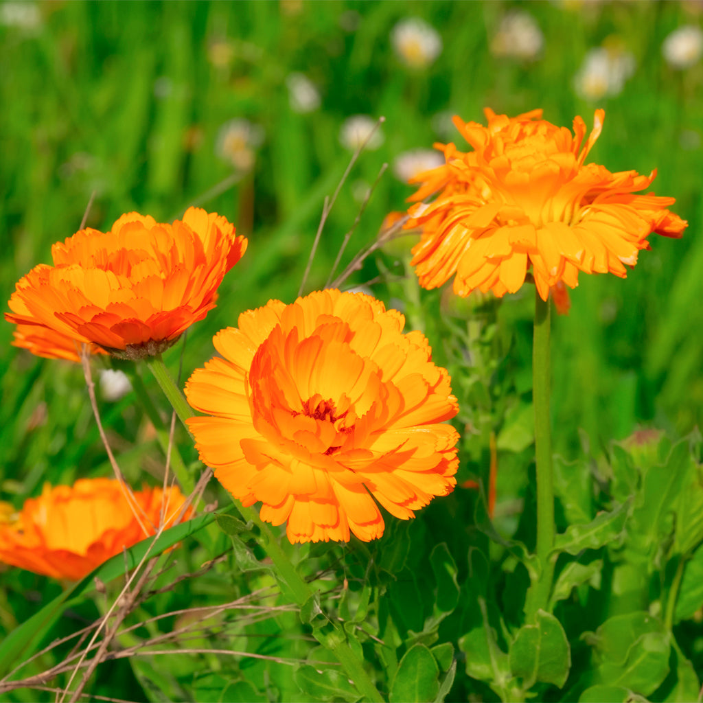 Maceta Caléndula 10,5 Cm - Plantabo_1