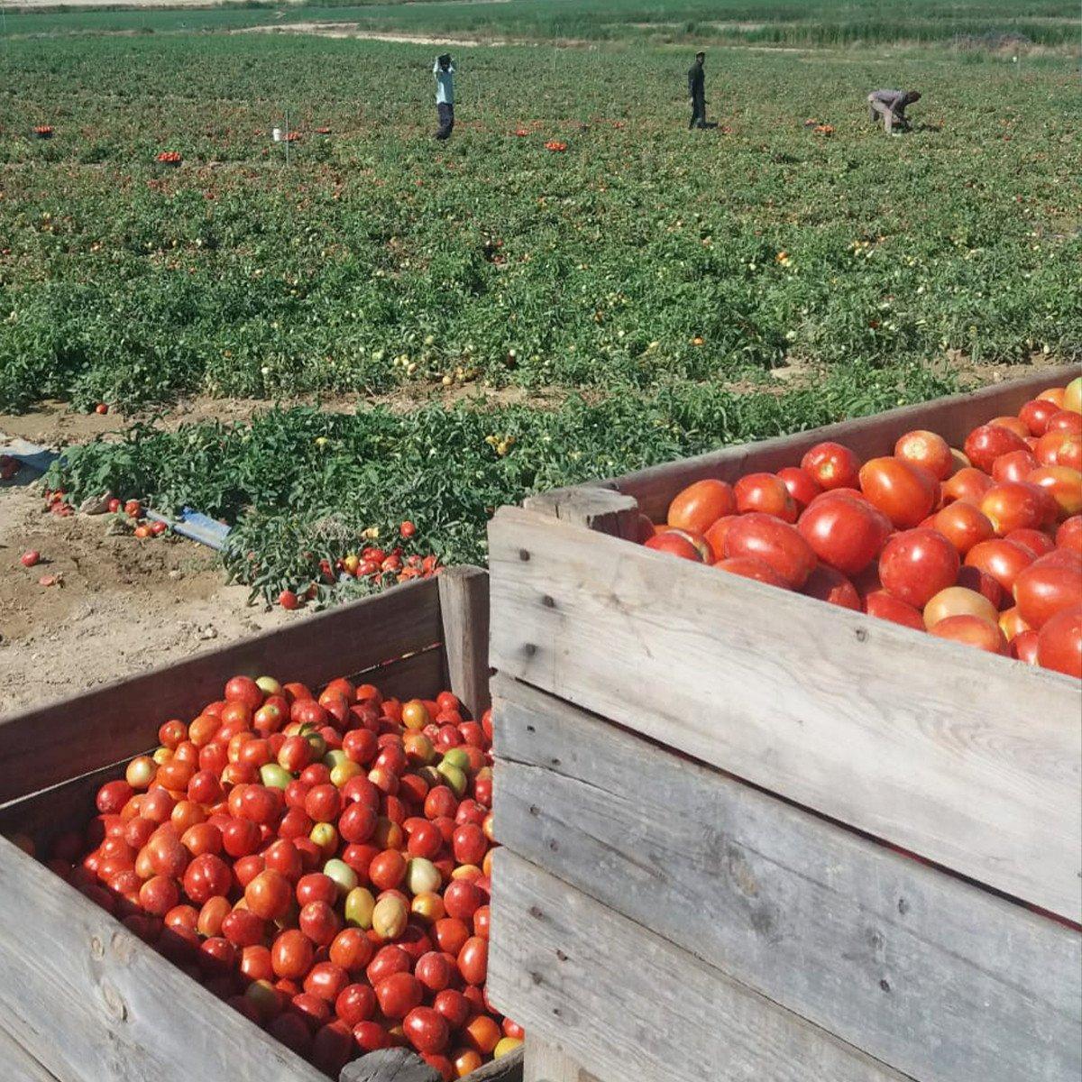 Tomate Frito BIO Casero Sin Azúcar Ékolo 340 g