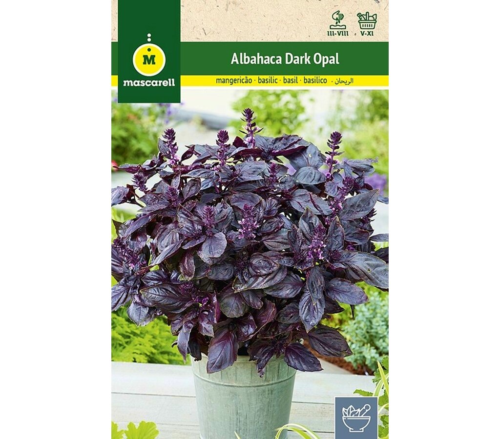 Semillas Albahaca Dark Opal (púrpura)_0