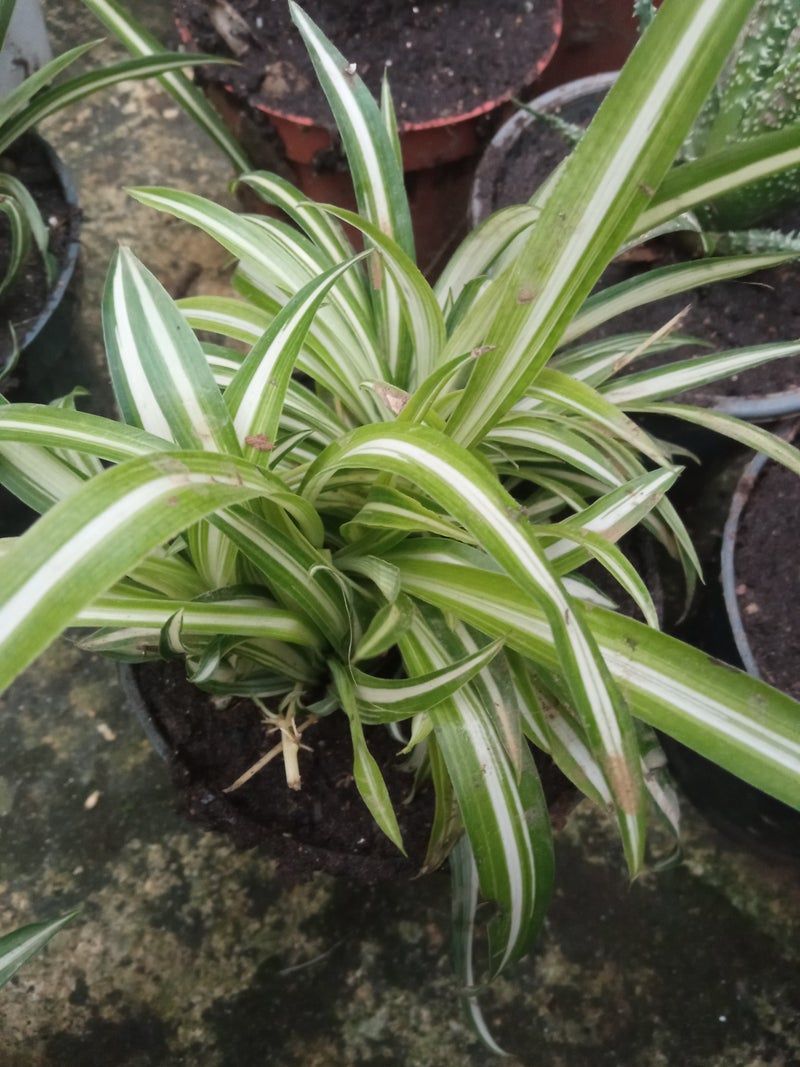 Planta De Interior Cintas Variegata Chlorophitum