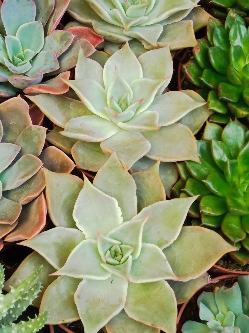 Planta Echeveria Madiba Ø8 Cms_0