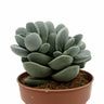 Crassula Tecta Cactus Y Suculentas M8,5 Ø